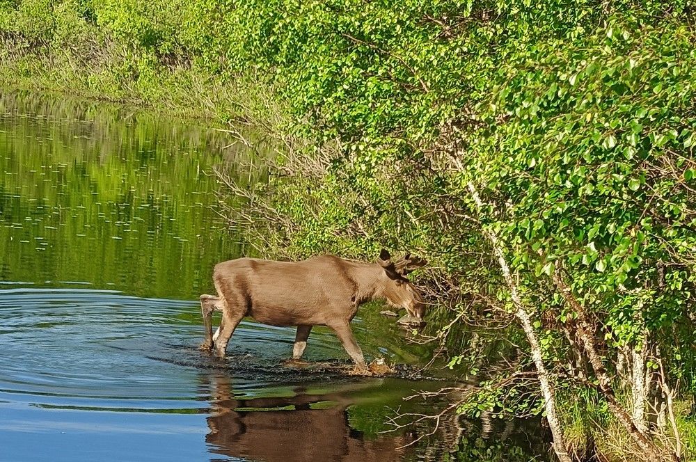 Фотография автора Елена Александрова