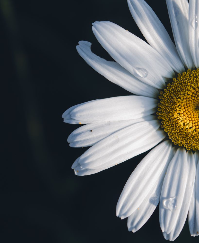 Photograph by Ксения Тенькина