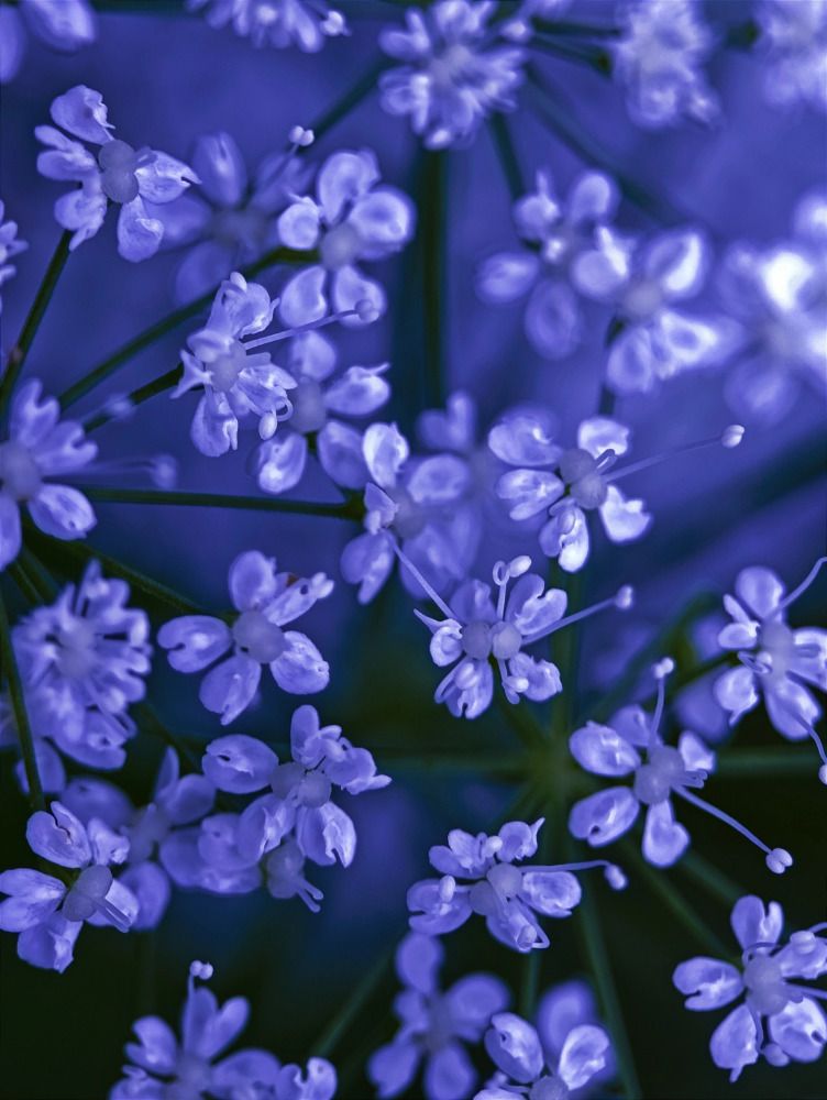 Photograph by Юлия Смирнова