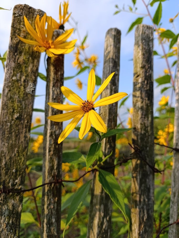 Photograph by Юлия Смирнова