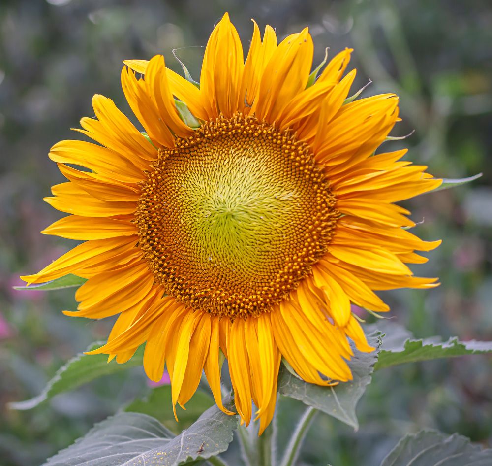 Photograph by Муза Латинская