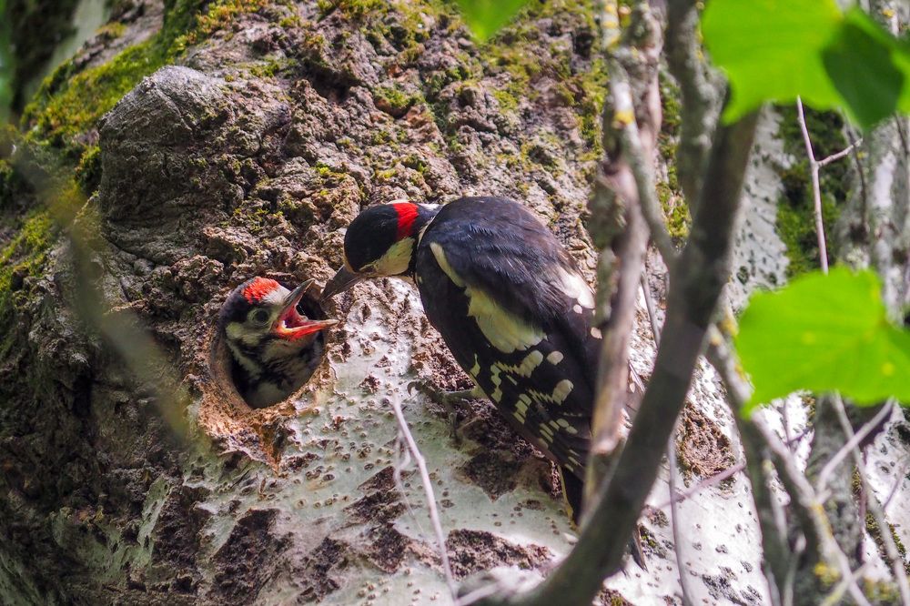 Photograph by Сергей Пушкин