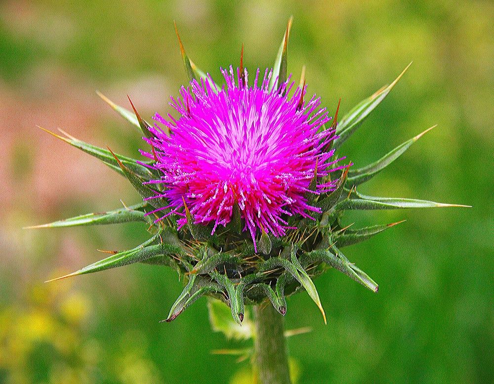 Photograph by Лариса Фомина