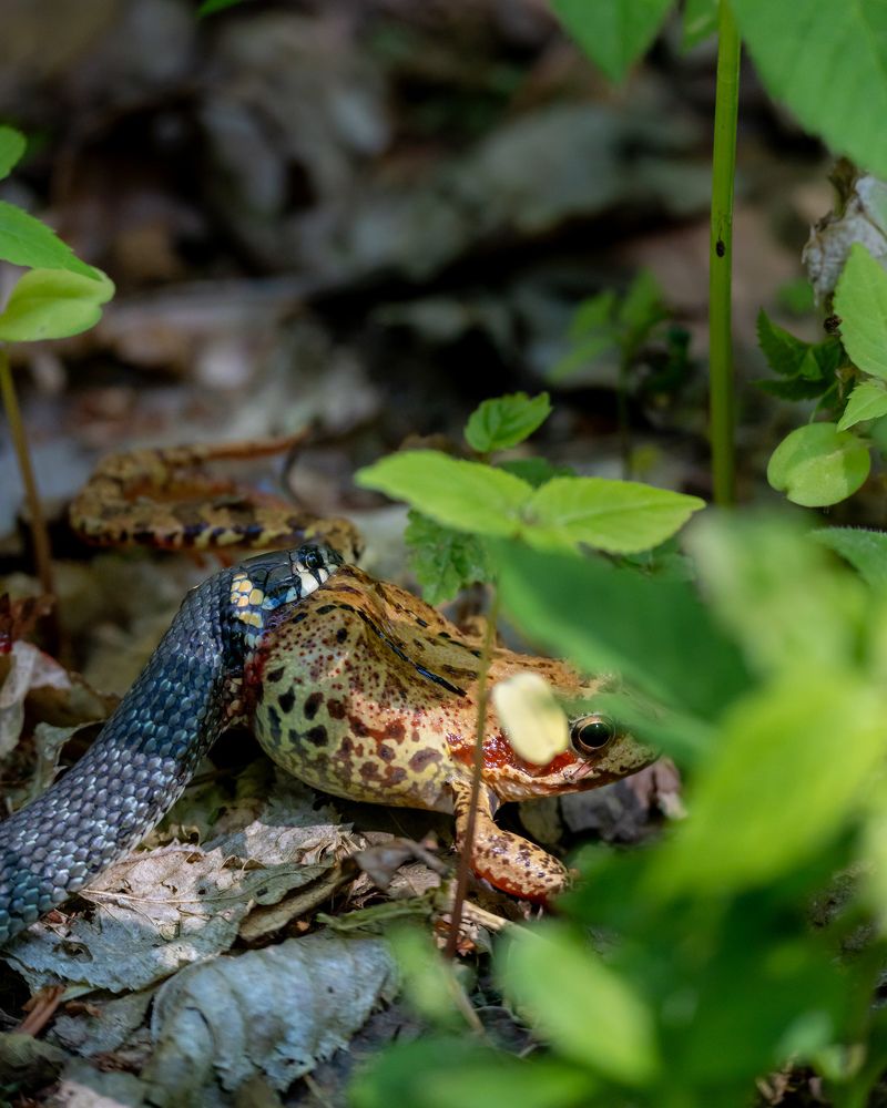 Photograph by Anton Leonchikov