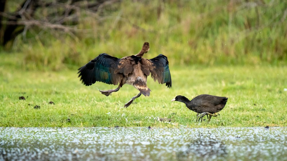 Photograph by Faisal Fasaludeen