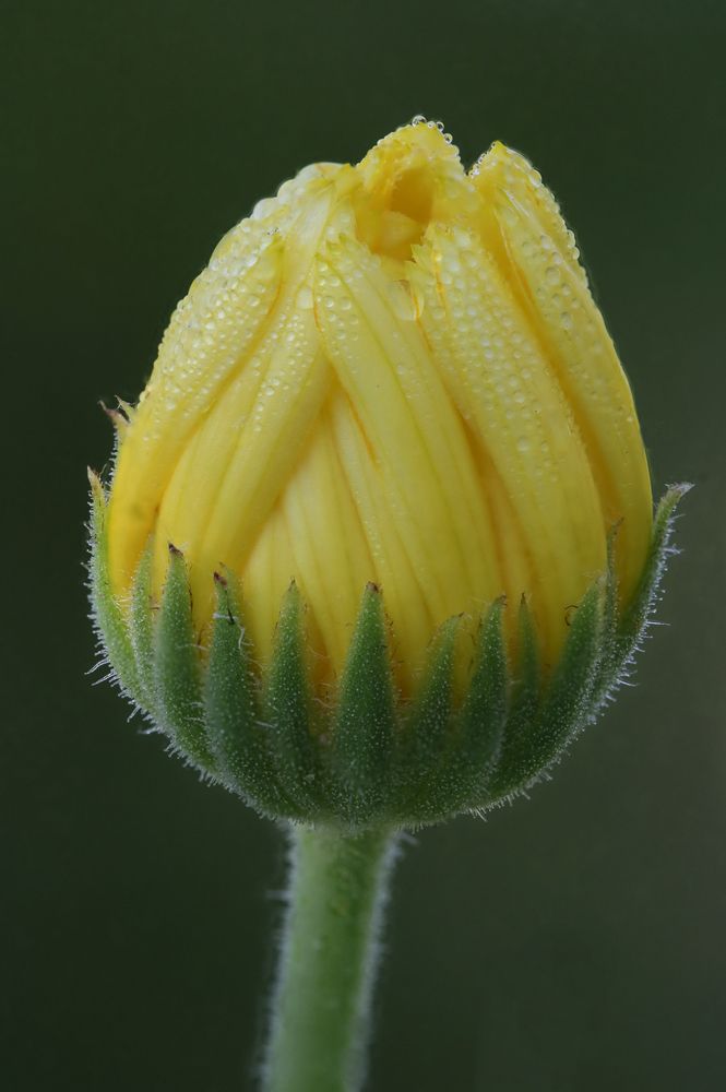 Photograph by Надежда Зайцева