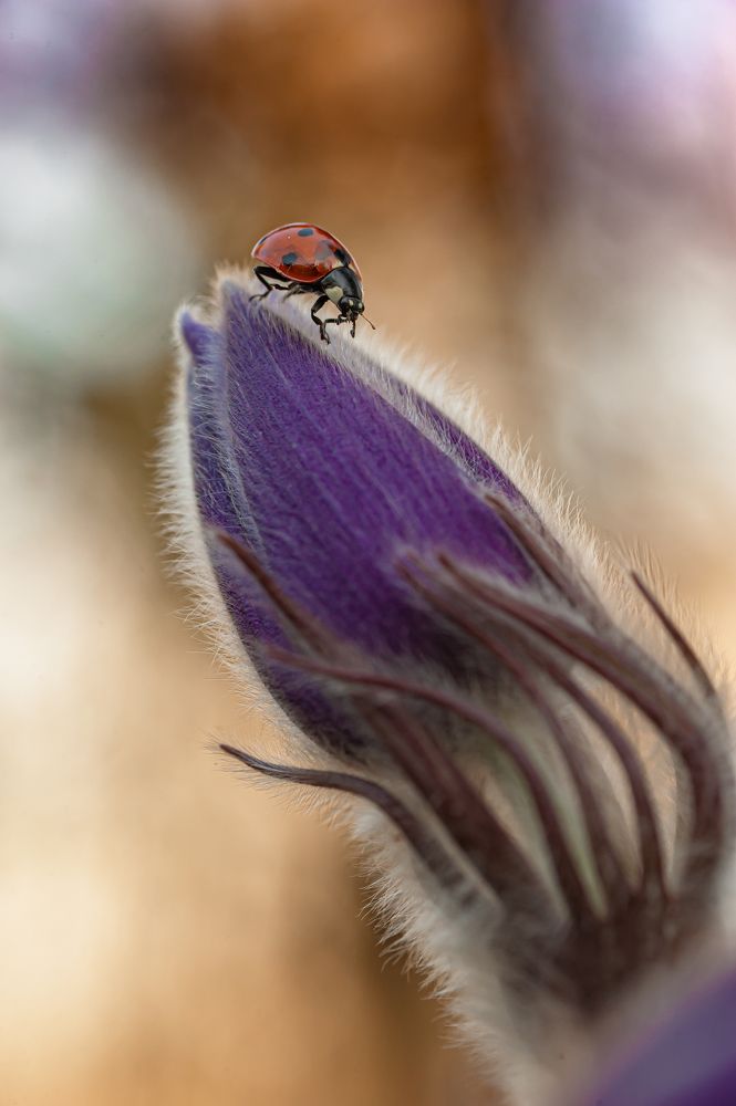 Сонушка просыпайся.