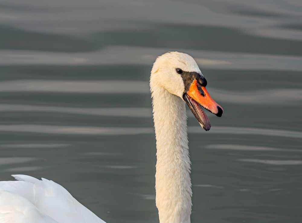 Photograph by Сергей Христинич