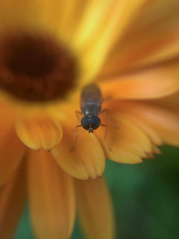 Календула перед закатом