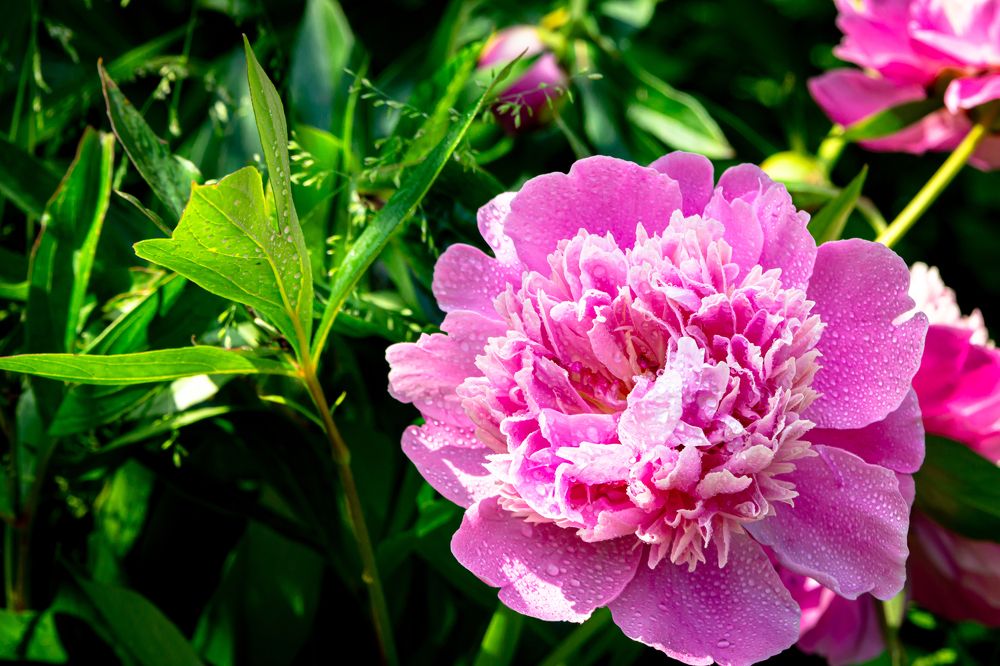 Photograph by Slavcan Vinnikov