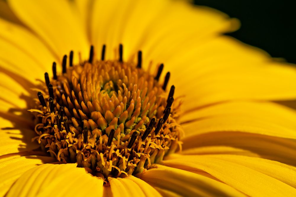 Оранжевое настроение