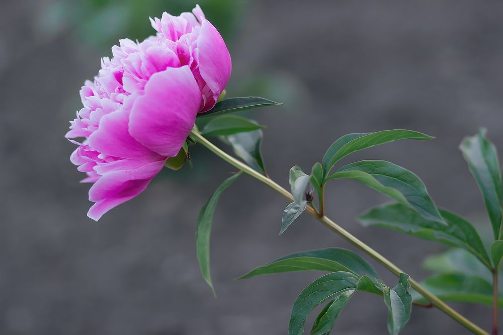 Photograph by Елена Гайдарова