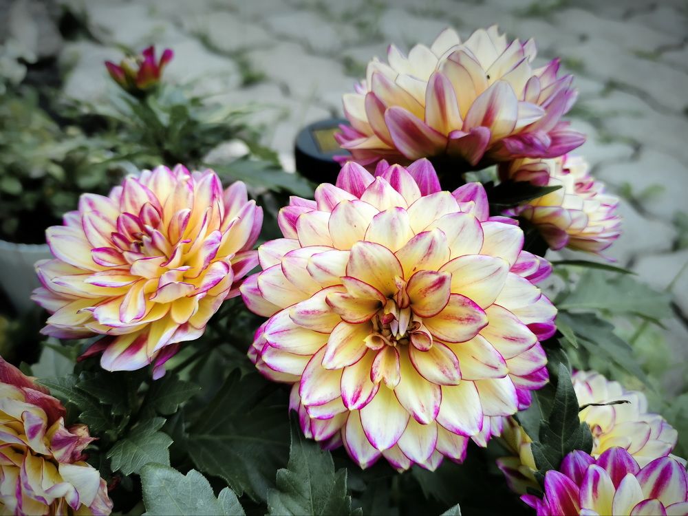 Фотография автора Анатолий Дауров