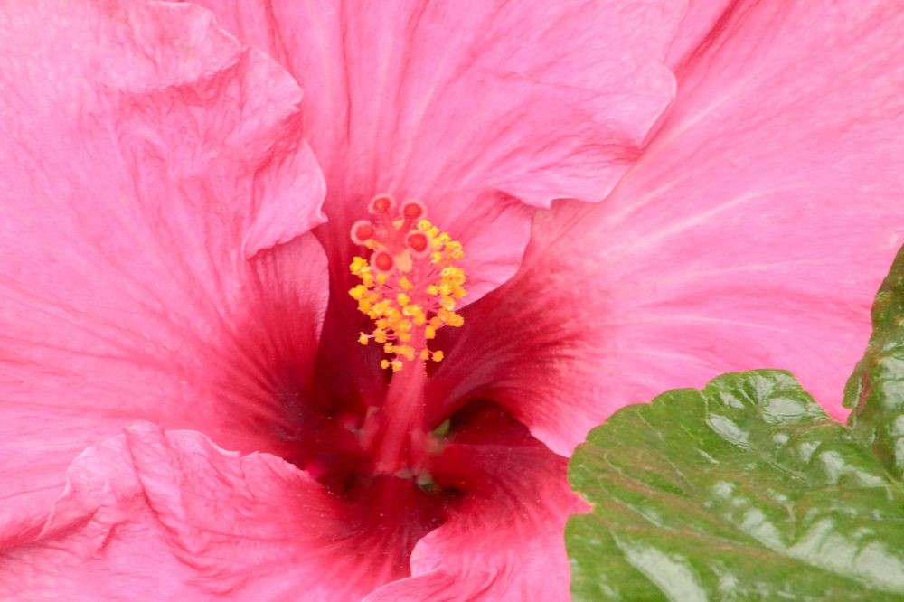 HIBISCUS