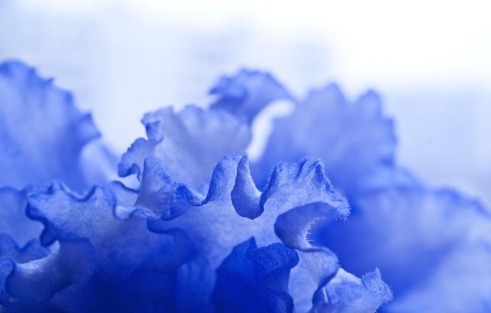 Photograph by Sergei Komlev