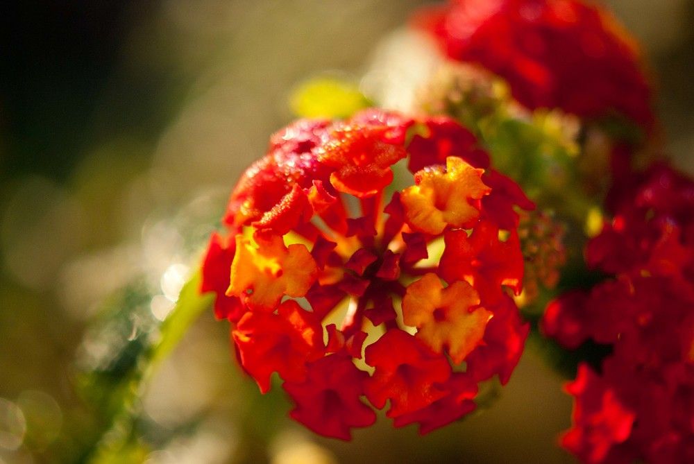 Photograph by Sergei Komlev