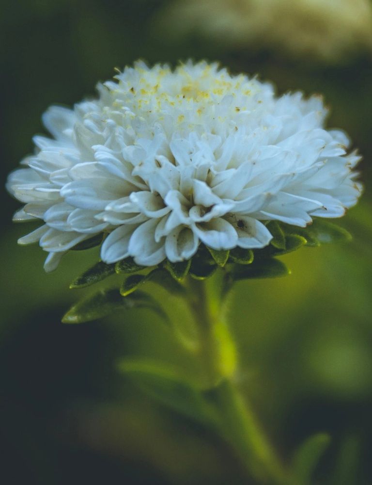 Photograph by Галчонок Ахмерова