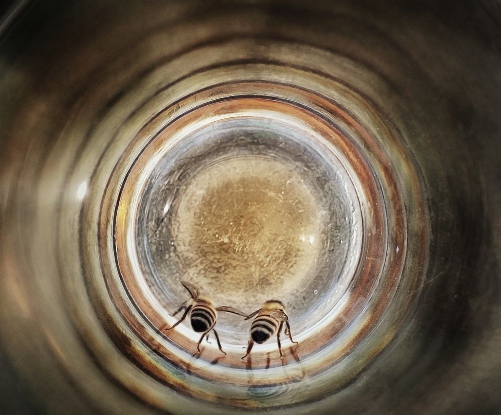 Photograph by Carlos Orozco Carlos Orozco bass