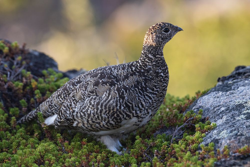 Photograph by Савчук Сергей