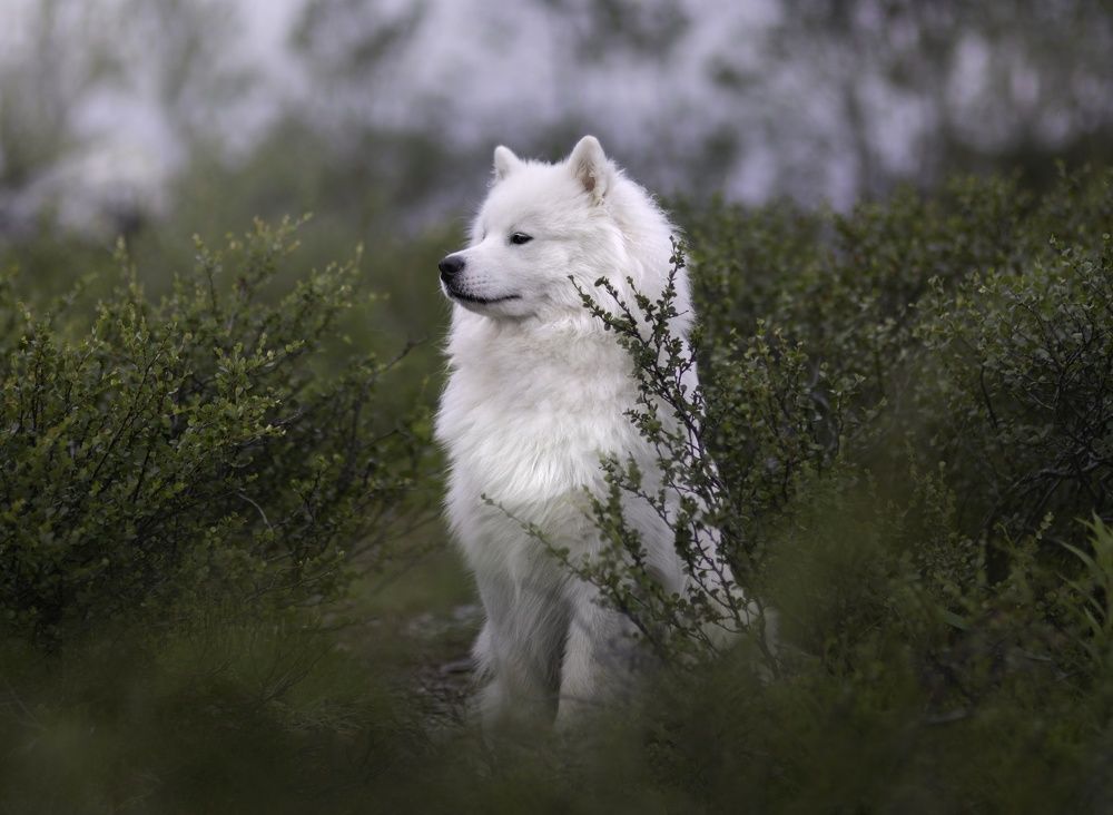 Photograph by Дарья Чистякова