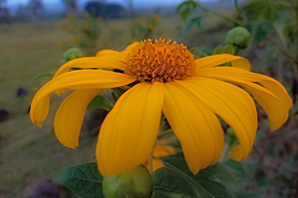 Фотография автора Márcia Cristina Machado