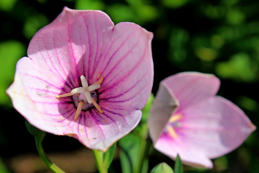 Photograph by Ольга Ситникова