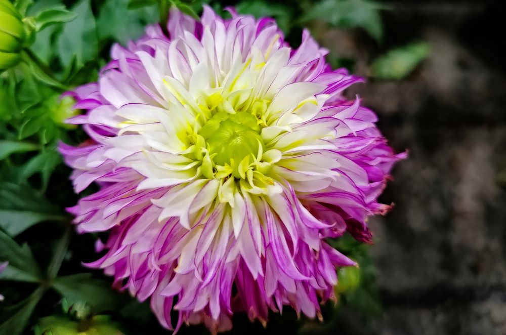 Фотография автора Márcia Cristina Machado