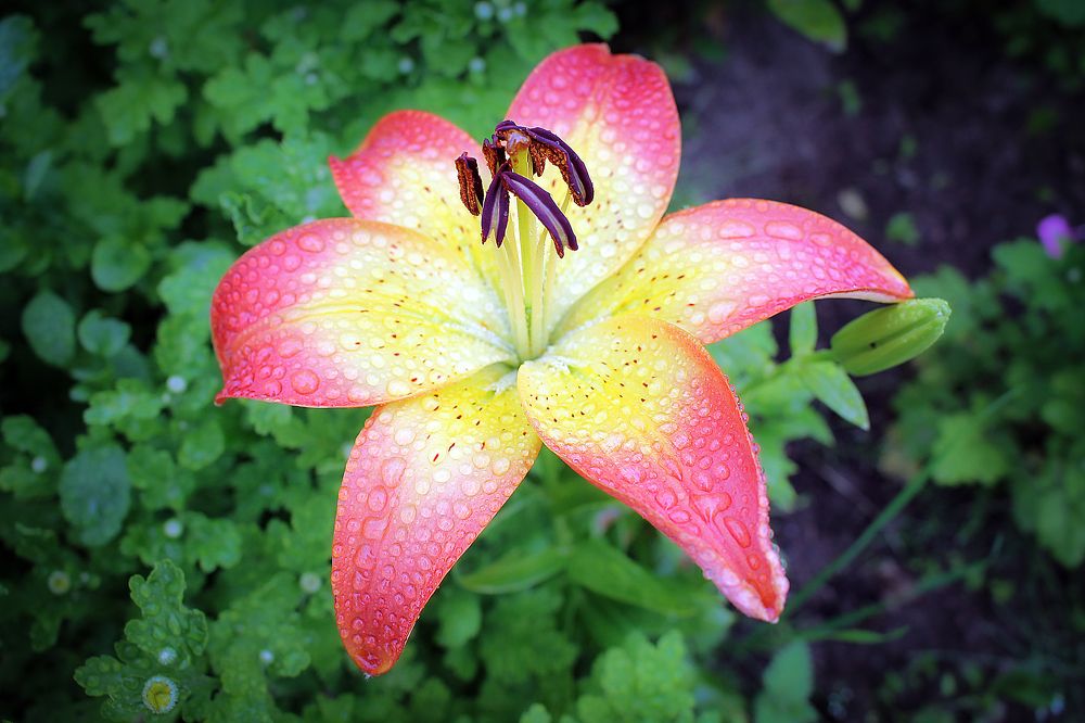 Photograph by Олег Филиппов