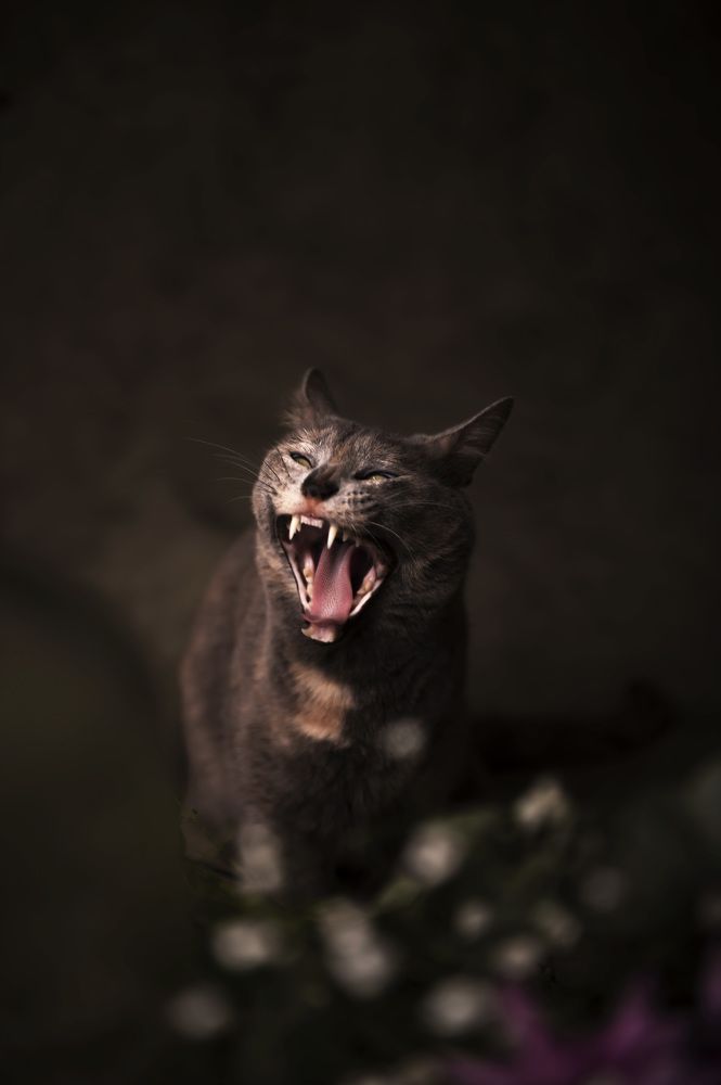 Photograph by Valeria Colombatti