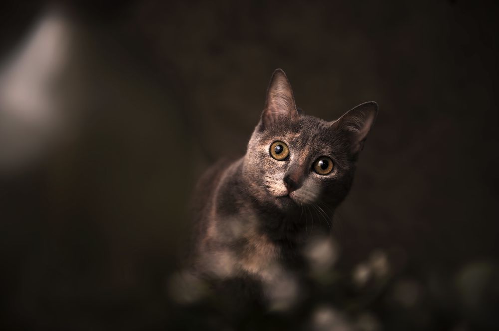 Photograph by Valeria Colombatti