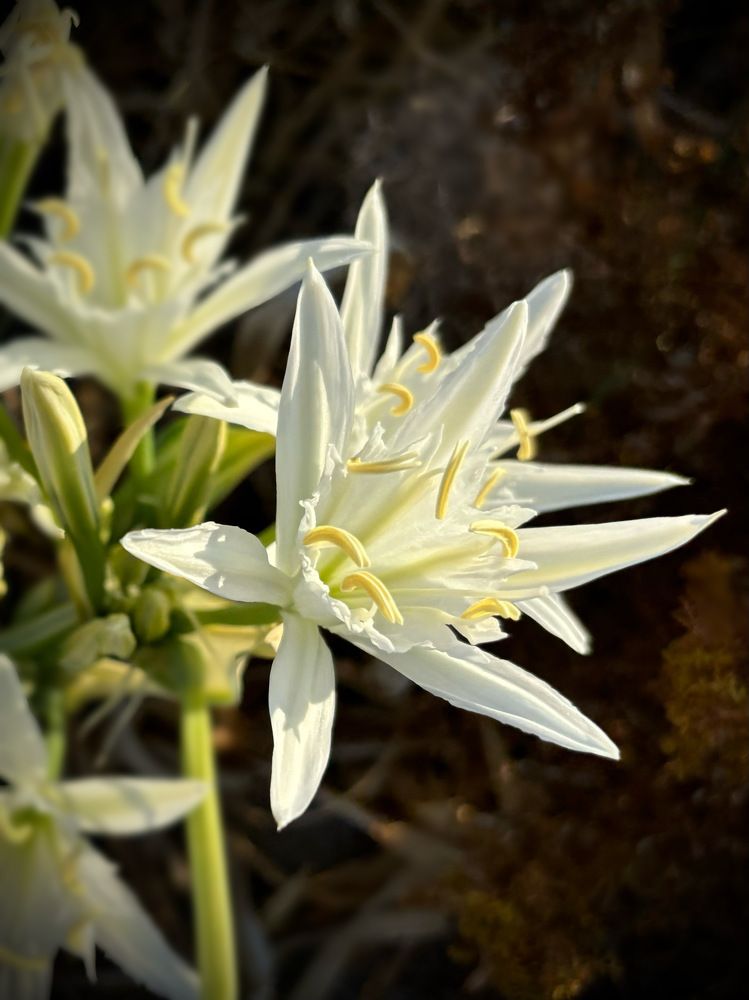 Песчаная лилия