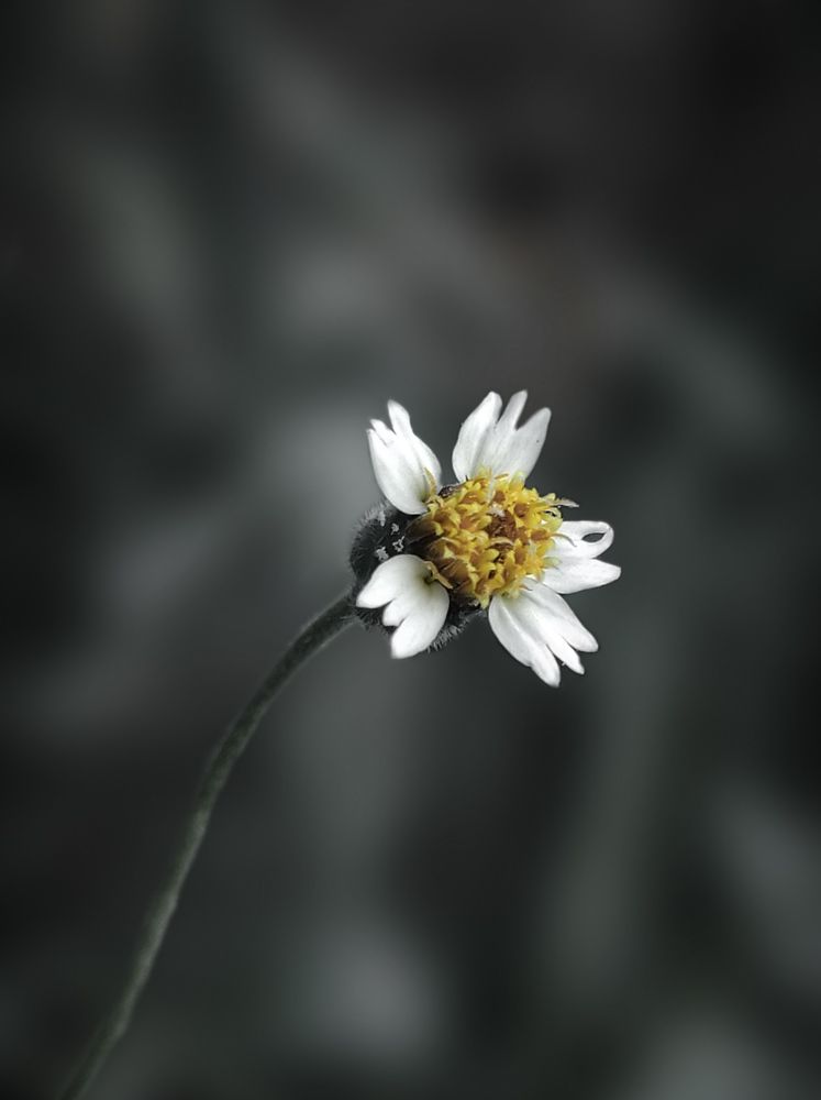 Photograph by prashant bamnawat