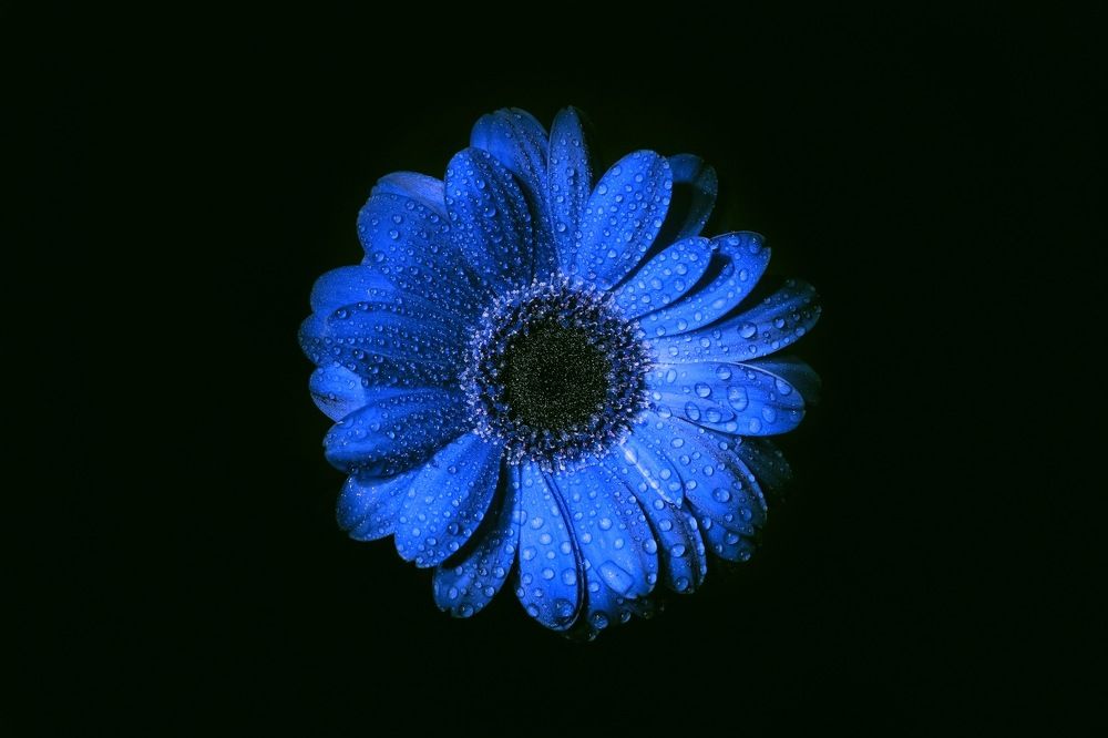 Photograph by prashant bamnawat