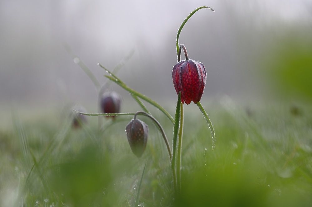 Охота на рябчиков - 2