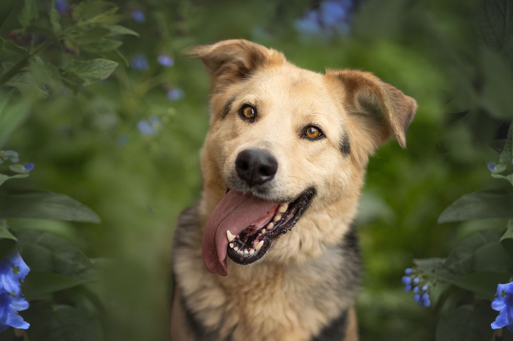 Мишель на прогулке