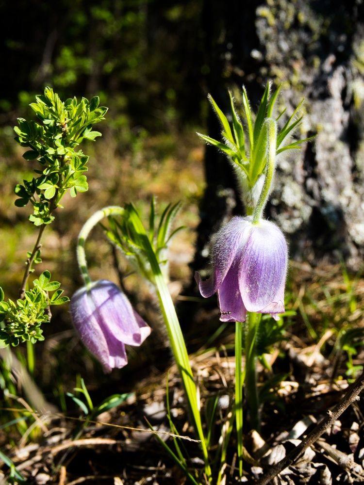 Photograph by Алена Алалыкина