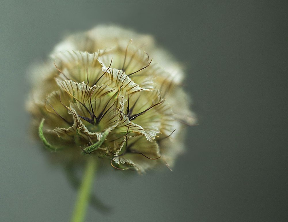 Photograph by Светлана Кавказская