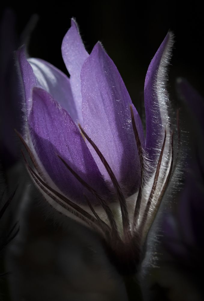 Photograph by Елена Вторушина