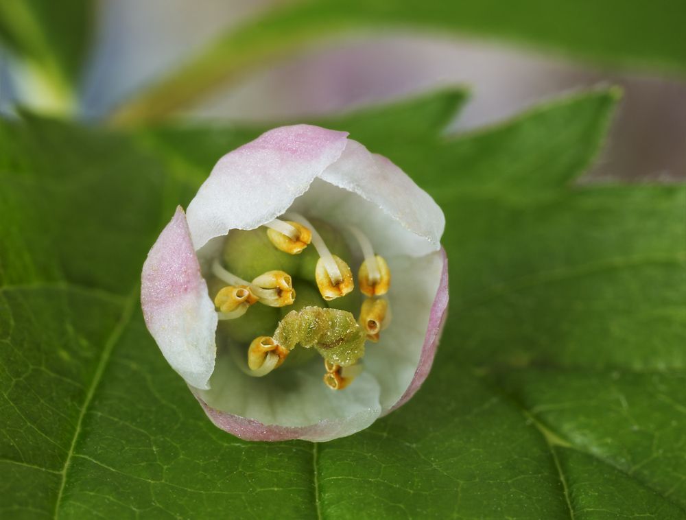 Цветок грушанки изнутри