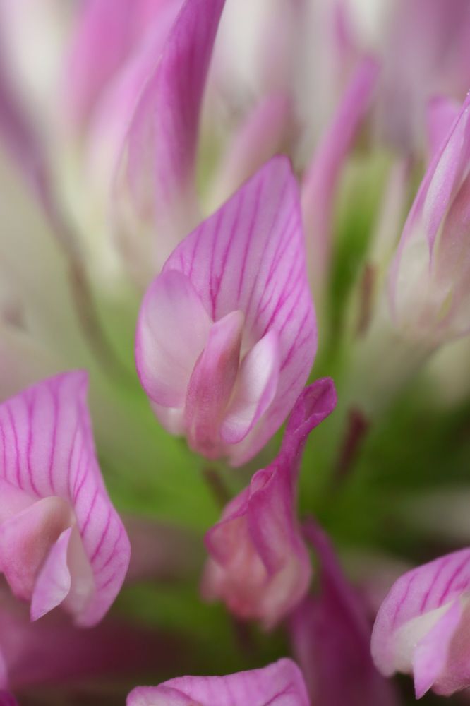 Лепесток клевера