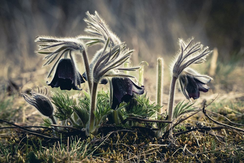 Photograph by Sándor Cseh