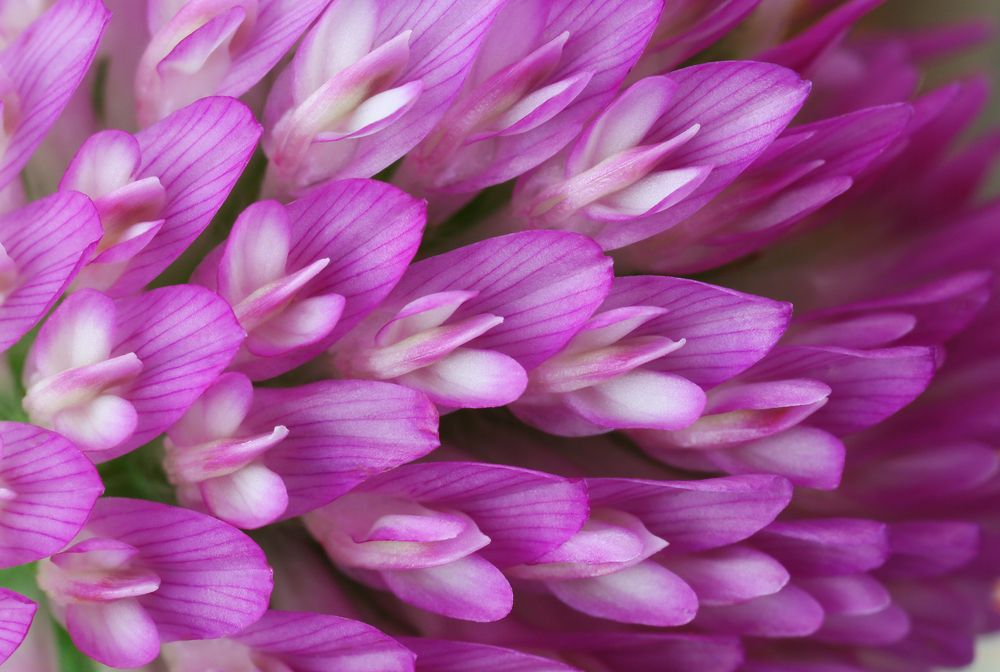 Лепестки клевера