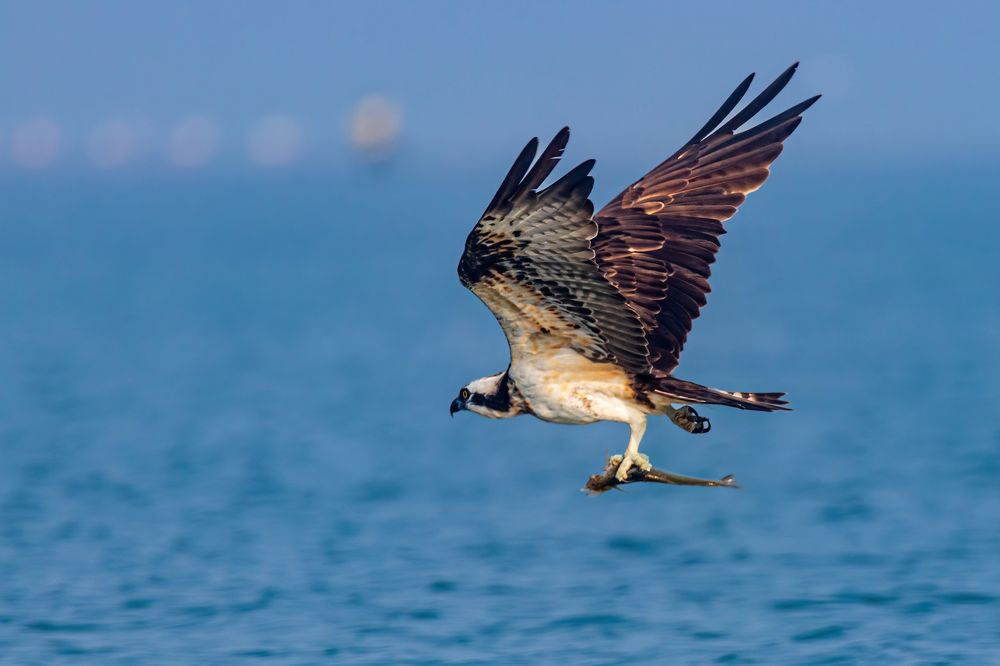 Photograph by Zinda Shaik Mohideen M