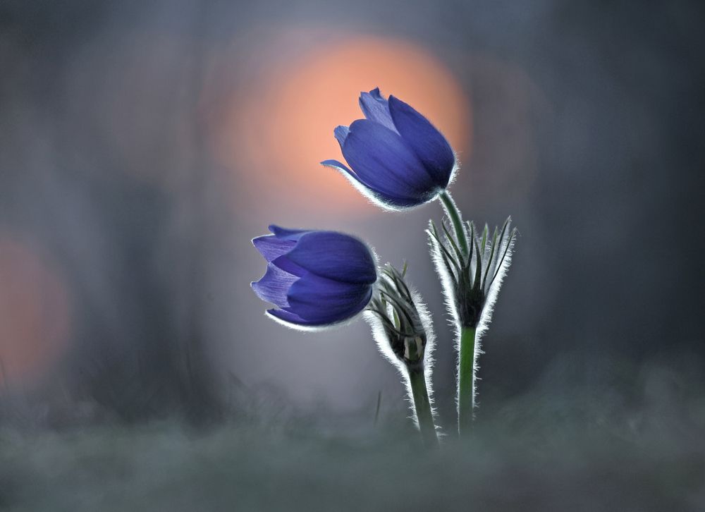 Photograph by Александр Гвоздь