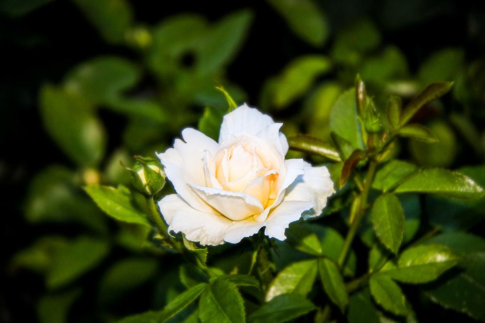 Photograph by Igors Rostikovs