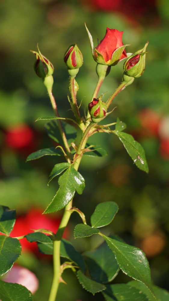 Photograph by Igors Rostikovs