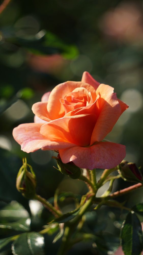 Photograph by Igors Rostikovs