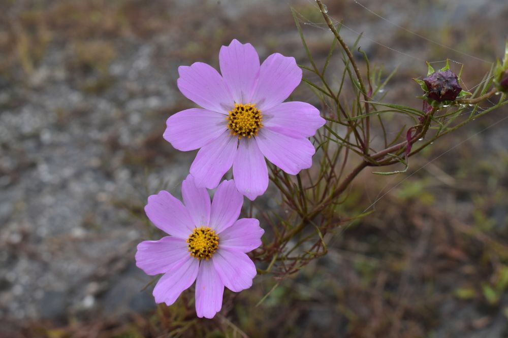 Фотография автора Utpal Sut