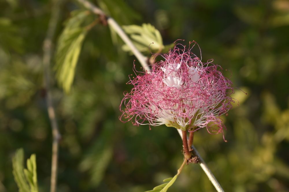 Фотография автора Utpal Sut