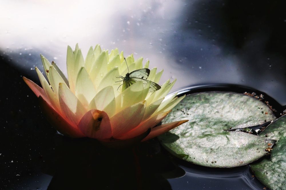 Photograph by Светлана Жилина